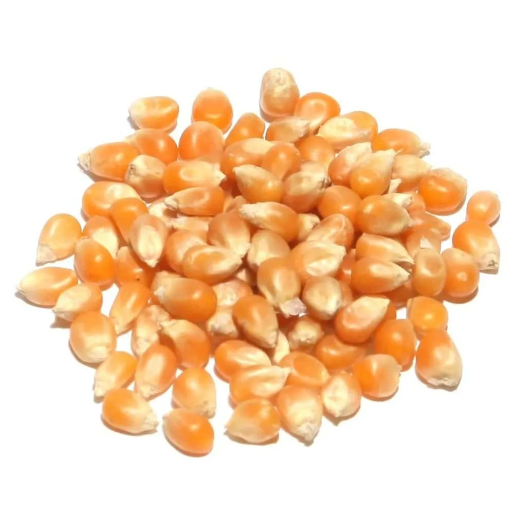 Maïs à Pop-corn /100g